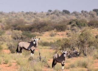 SADC Business Council Empowers 11 States with Tourism Crisis Management Skills