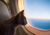 Unleashing Exploration: Pet Travel Tips for the New Normal – Chronicle-Tribune