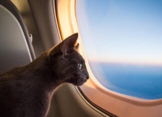 Unleashing Exploration: Pet Travel Tips for the New Normal – Chronicle-Tribune