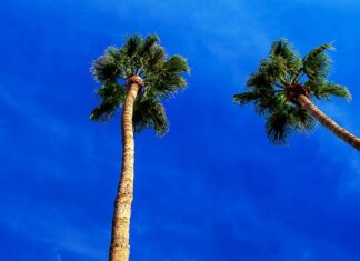 Palm Springs travel guide