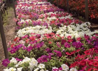 These Finger Lakes Flower Destinations Are Ready To See You!