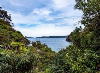Stewart Island Travel Guide: What to Know About Rakiura, New Zealand