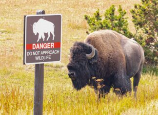 Man arrested at Yellowstone for allegedly kicking bison while drunk
