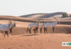 How sustainable tourism can help preserve Saudi Arabia’s iconic desert wildlife