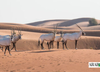How sustainable tourism can help preserve Saudi Arabia’s iconic desert wildlife