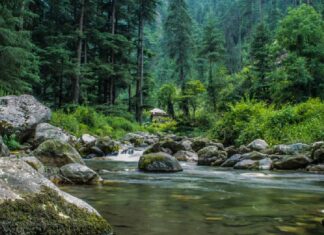 Jibhi Travel Guide: From Journey To Destination, Here’s How To Reach Here From New Delhi