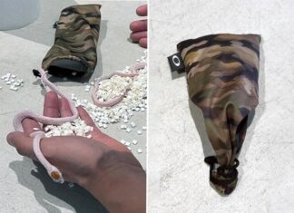 TSA finds bag of snakes hidden inside passenger’s pants at Miami International Airport