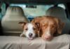Taking your pet on vacation? Here are some travel tips – Johnson City Press