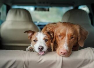 Taking your pet on vacation? Here are some travel tips – Johnson City Press