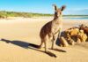 Tourism Australia appoints Accenture Song, The Monkeys and Droga5 for creative and digital – Campaign Brief