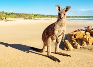 Tourism Australia appoints Accenture Song, The Monkeys and Droga5 for creative and digital – Campaign Brief