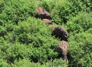 Wild returns: Counties hosting game parks reap billions in tourism revenue